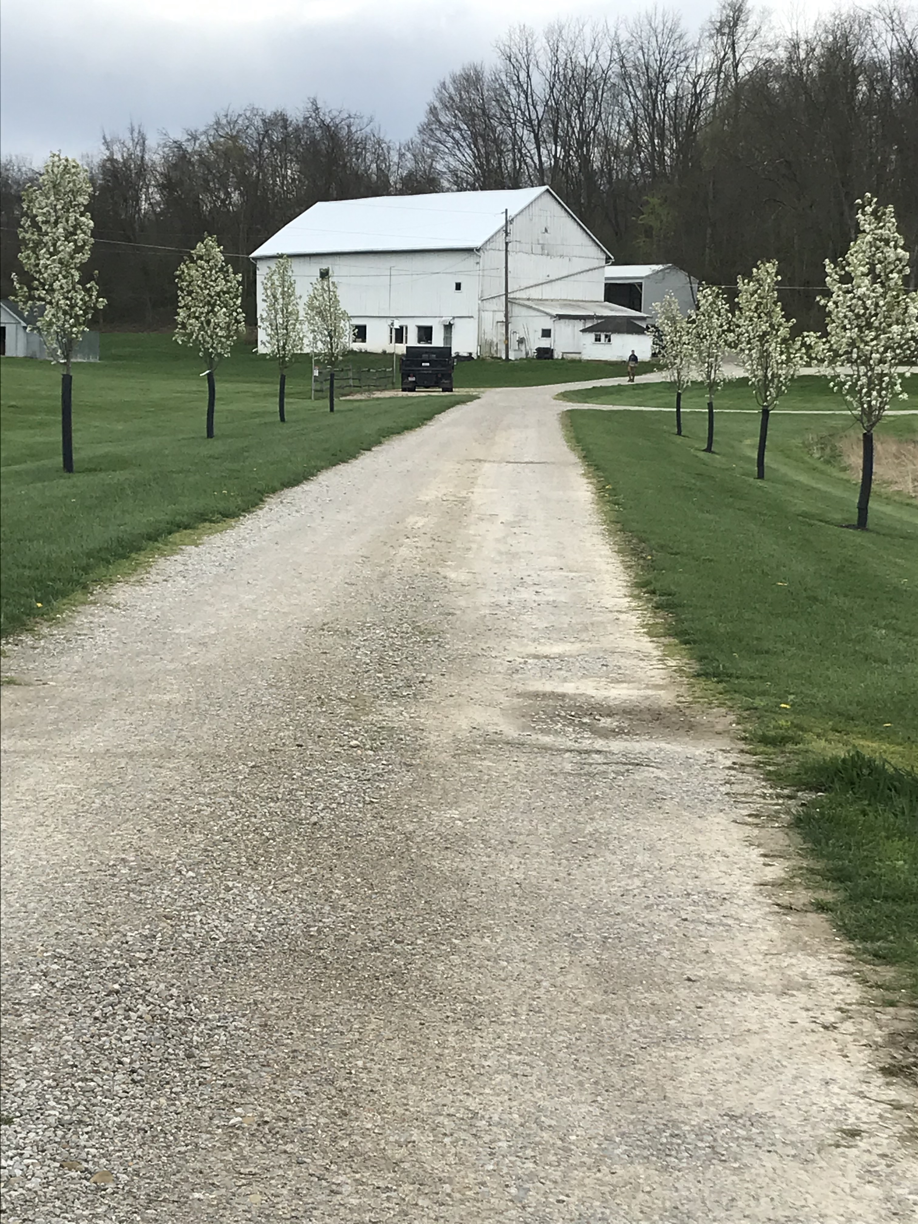 driveway, trees driveway, trees