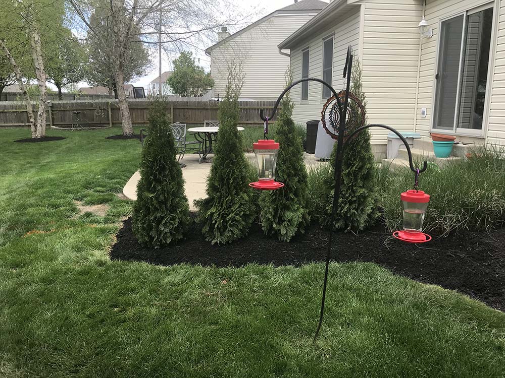 garden, side, back area garden, side, back area